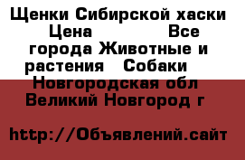 Щенки Сибирской хаски › Цена ­ 18 000 - Все города Животные и растения » Собаки   . Новгородская обл.,Великий Новгород г.